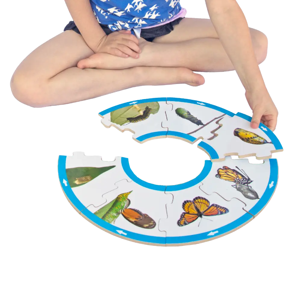 Butterfly Life Cycle Puzzle