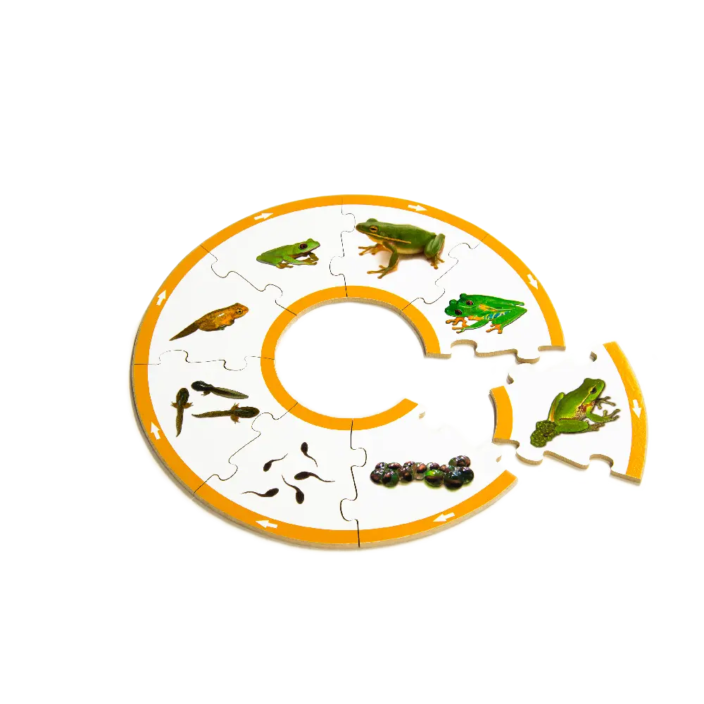 Frog Life Cycle Puzzle