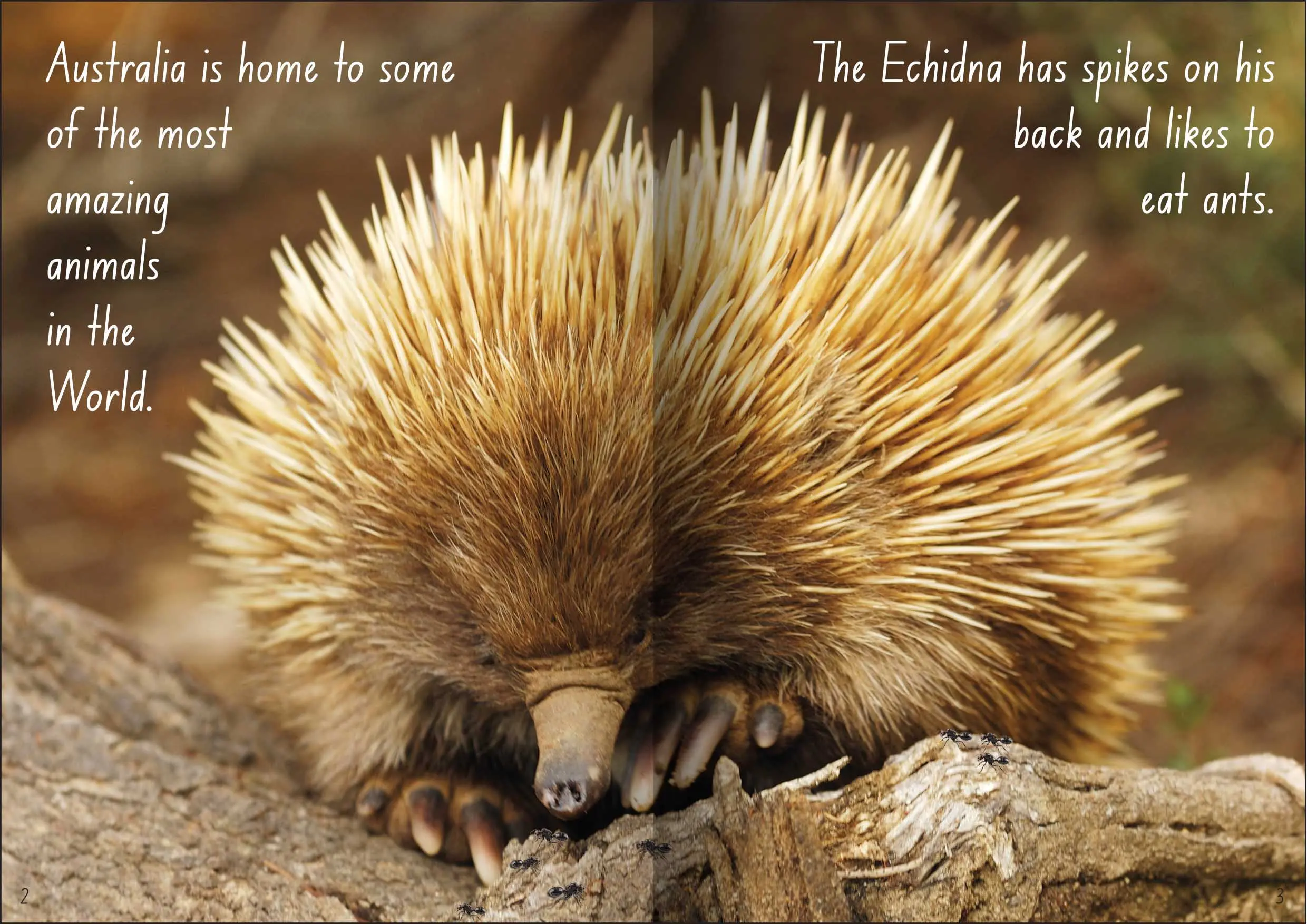 Let's Learn about Australian Animals Big Book - Image 3