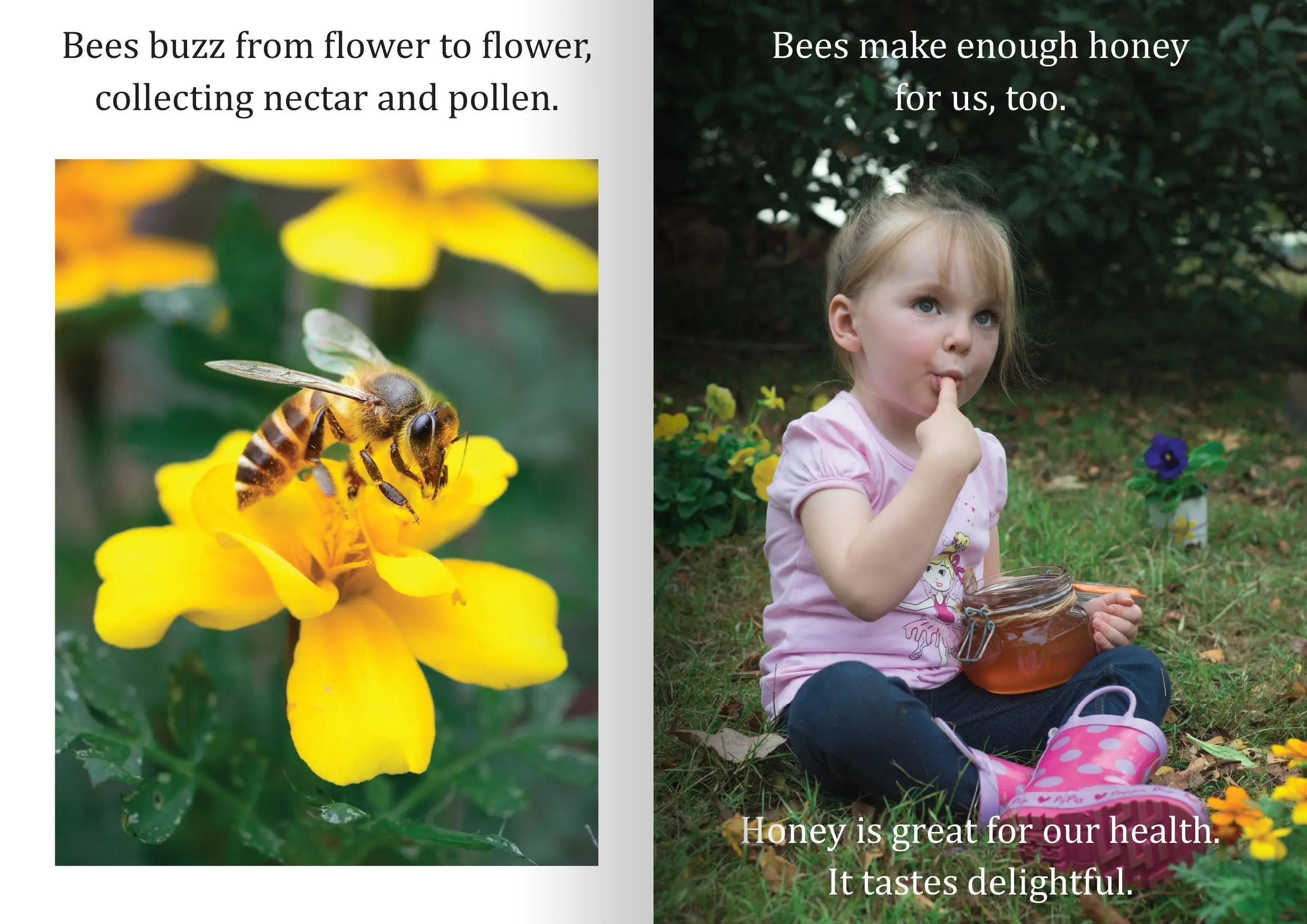 Let's Learn about Bees Big Book - Image 2