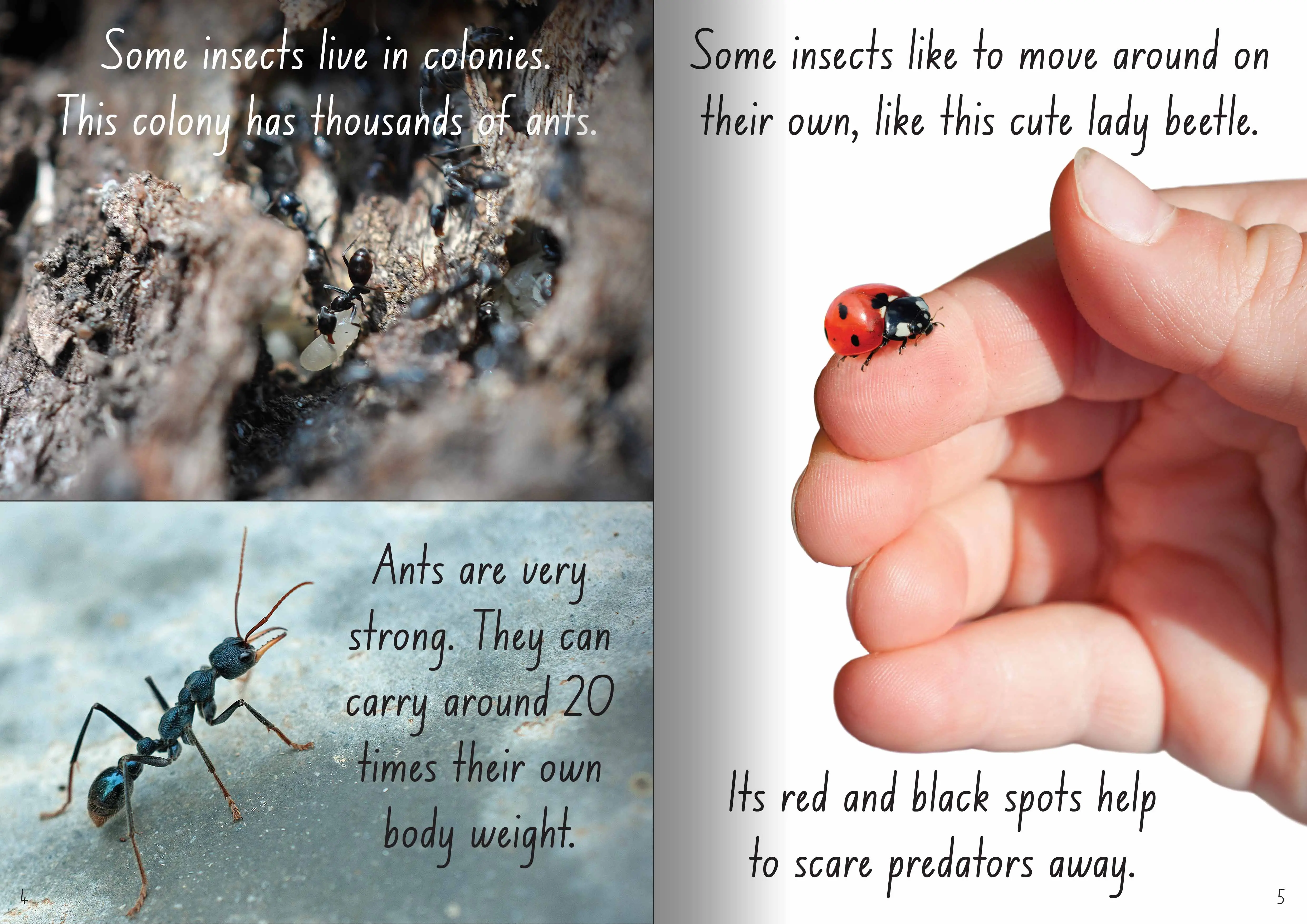 Let's Learn about Insects Big Book - Image 2