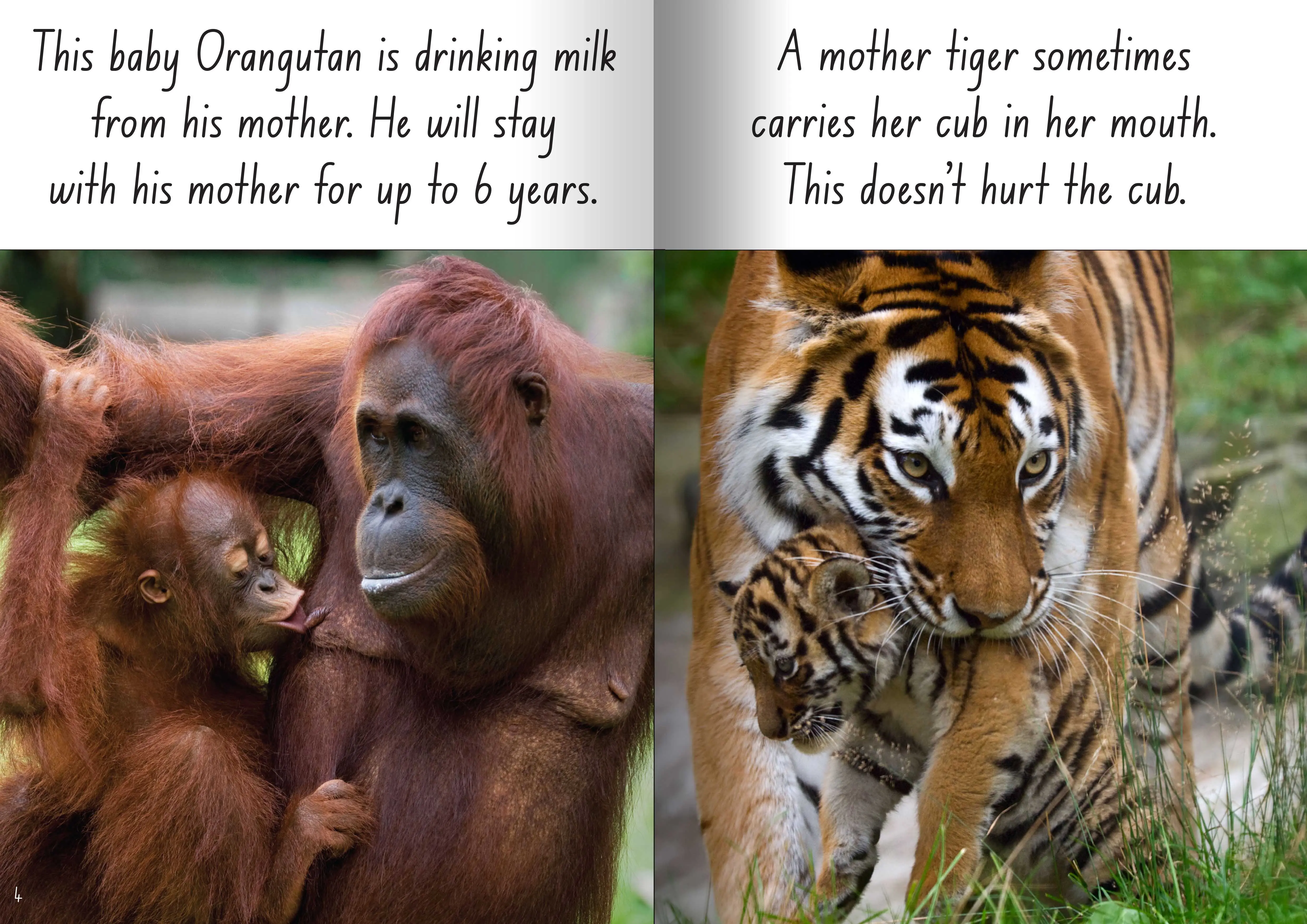 Let's Learn about Mums and Babies Big Book - Image 2