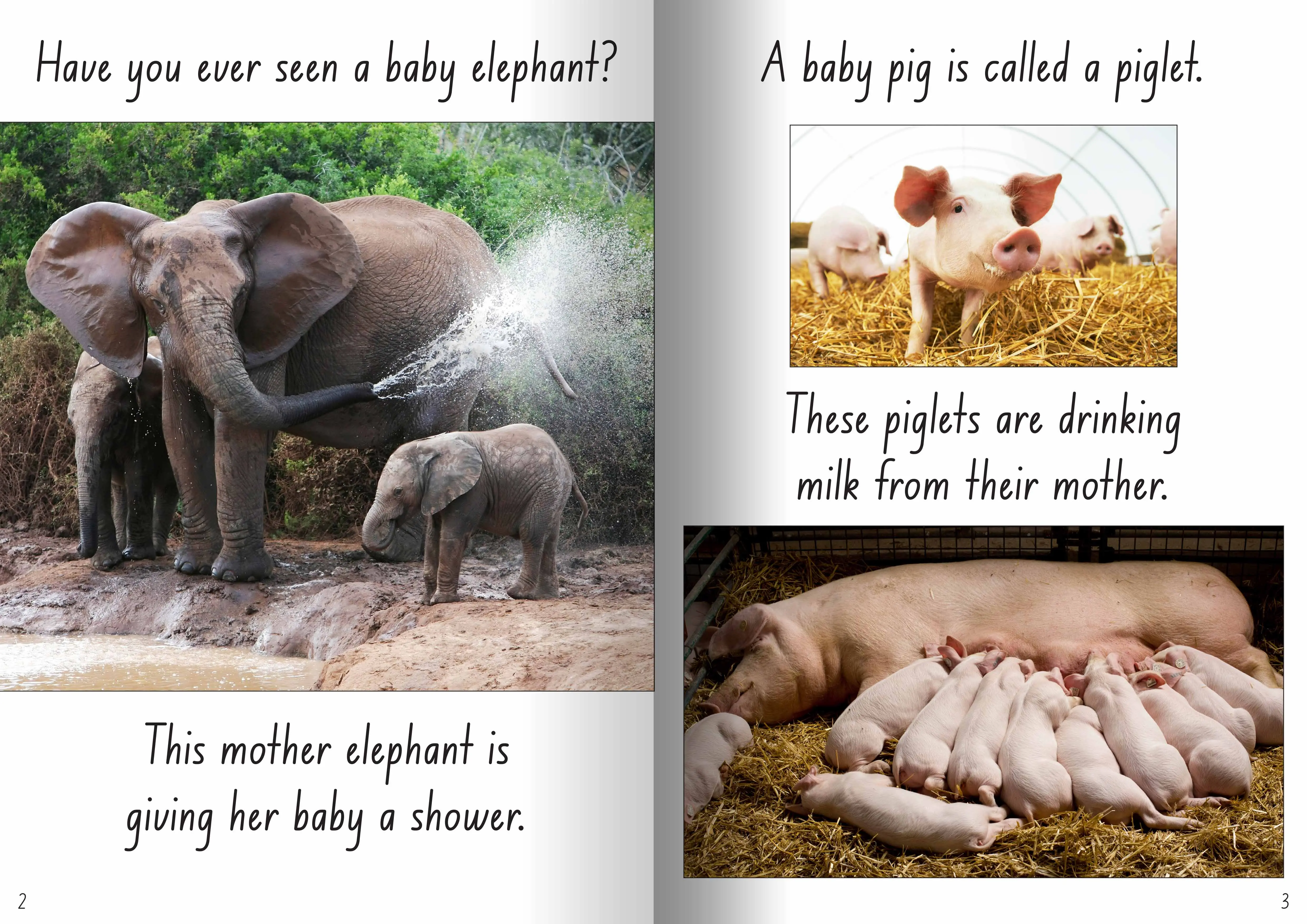 Let's Learn about Mums and Babies Big Book - Image 3