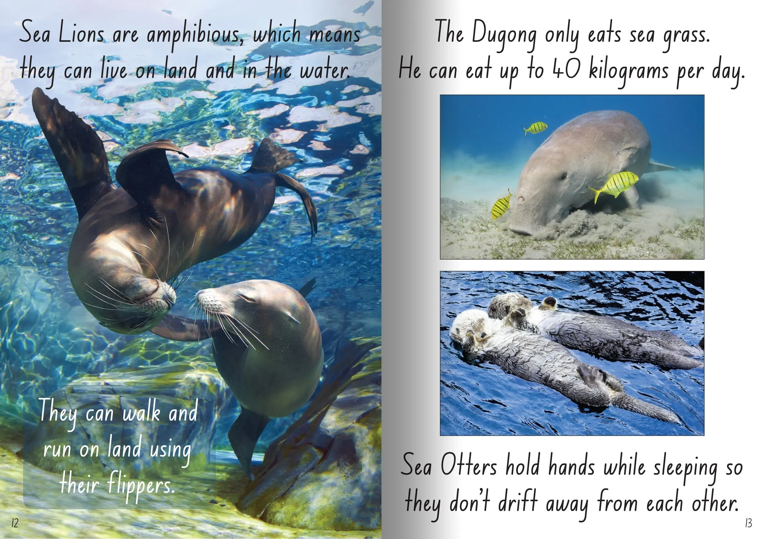 Let's Learn about Sea Creatures Big Book - Image 2