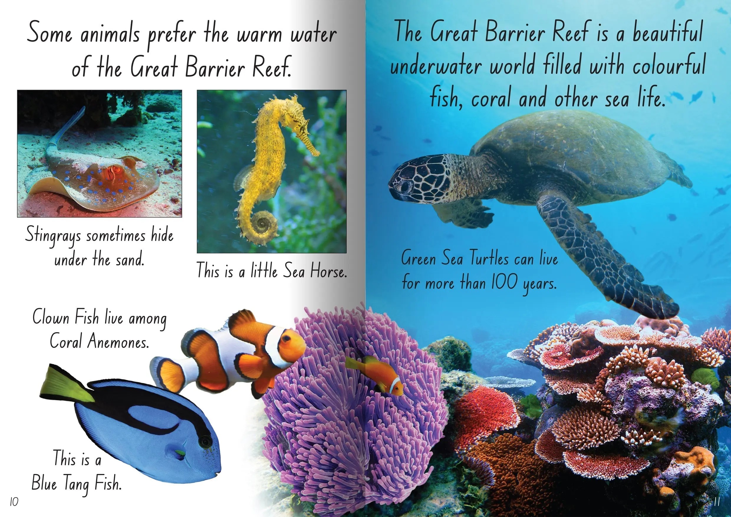 Let's Learn about Sea Creatures Big Book - Image 3