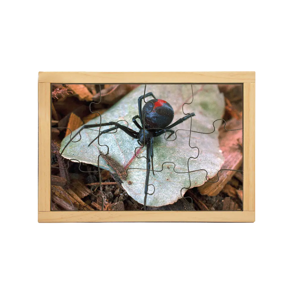 Redback Spider Puzzle